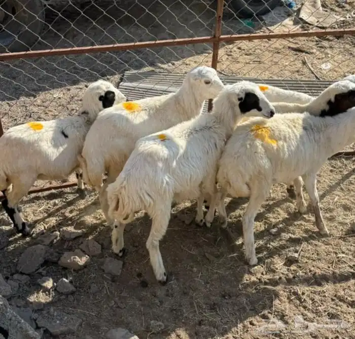 ذبائح صمع رخال 0