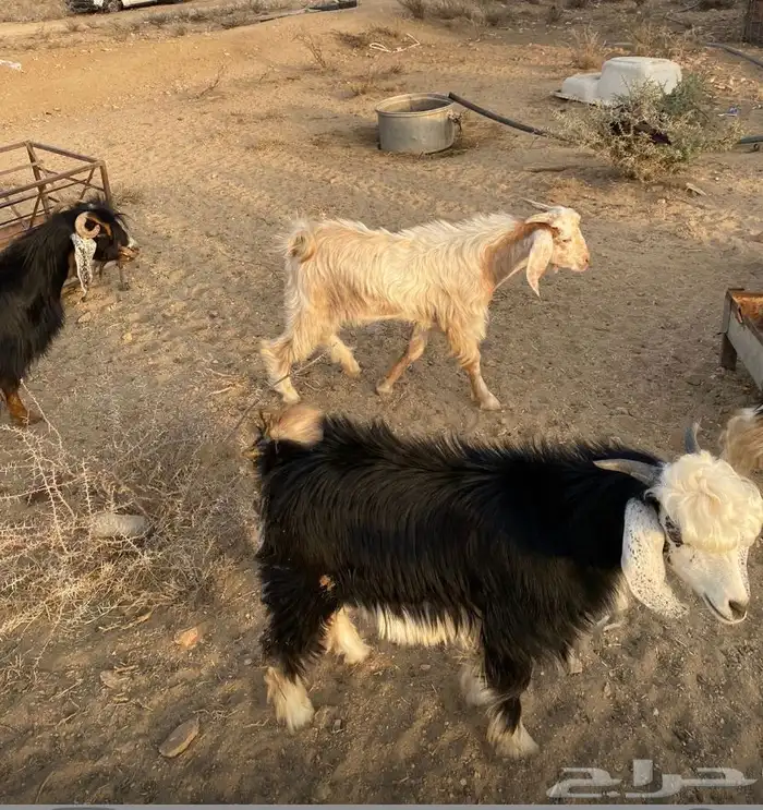 تيوس الطايف 0