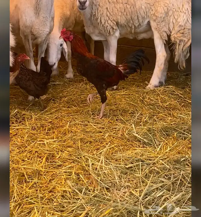 ديك ودجاجة باكستاني سندي أصيل العمر  خمس شهور ونص للبيع 1