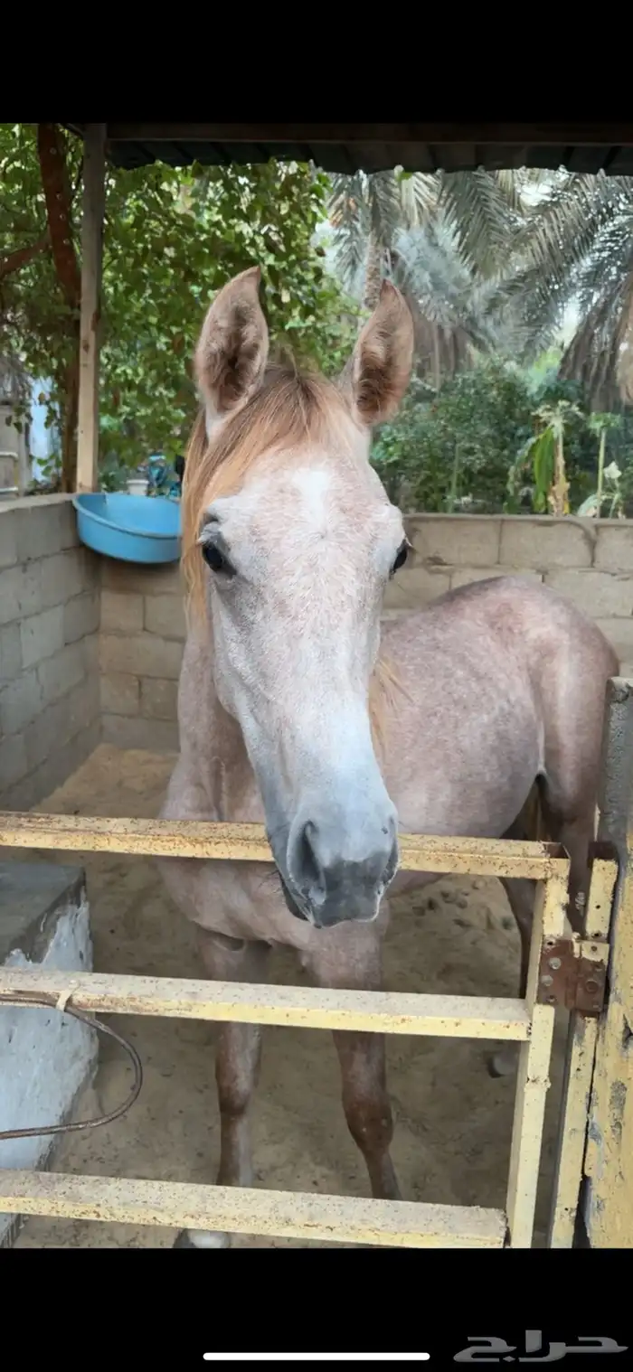 مهرة شعبية 3