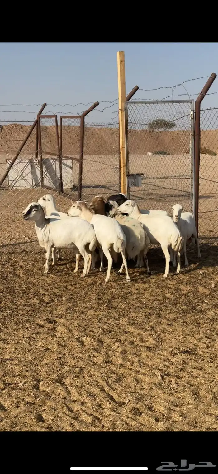 غنم رفيدي جروم كبار 0