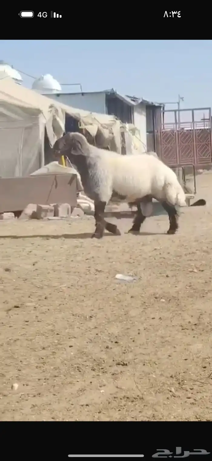 فحل طيب سناد طرف جبار شرط القريع ونسف شرط سليم من كل عدروب 3