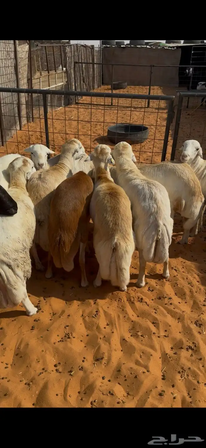 رفيديات جذعان مغلقات فل 0