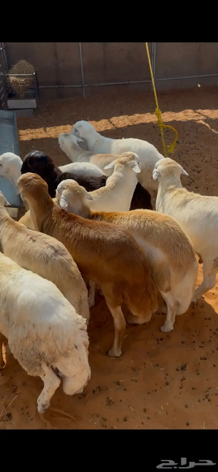 رفيديات جذعان مغلقات فل 1