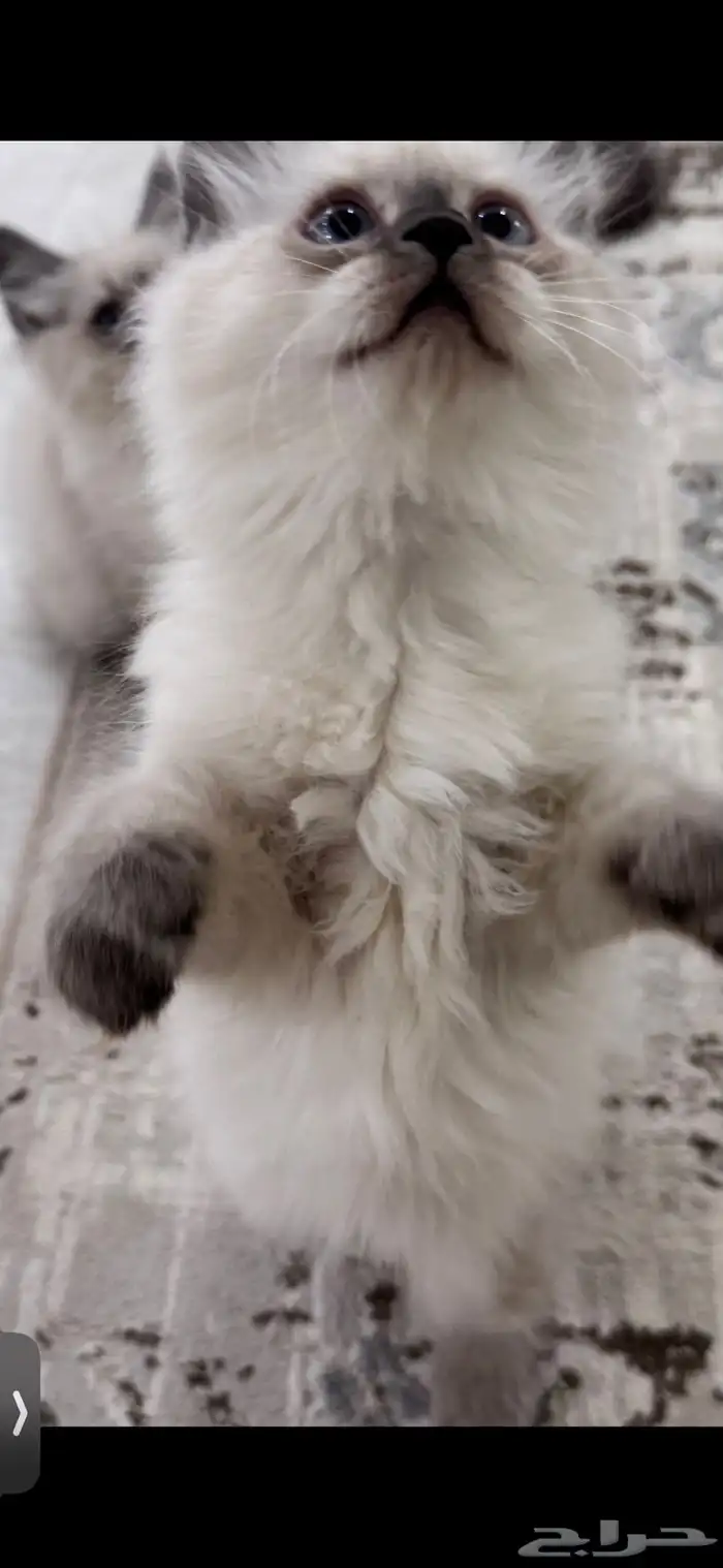 كيتن همالايا للبيع 6