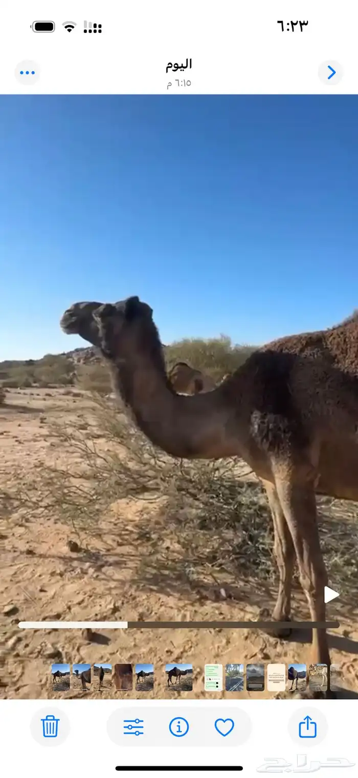 ضروبه سمرا كفو على جميع الشروط 4