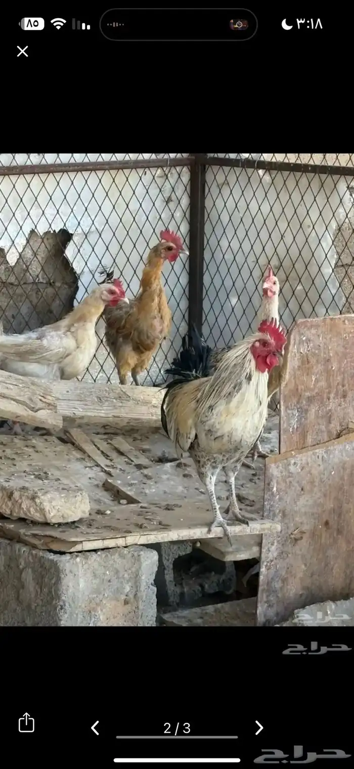 دجاج بياض للبيع 1