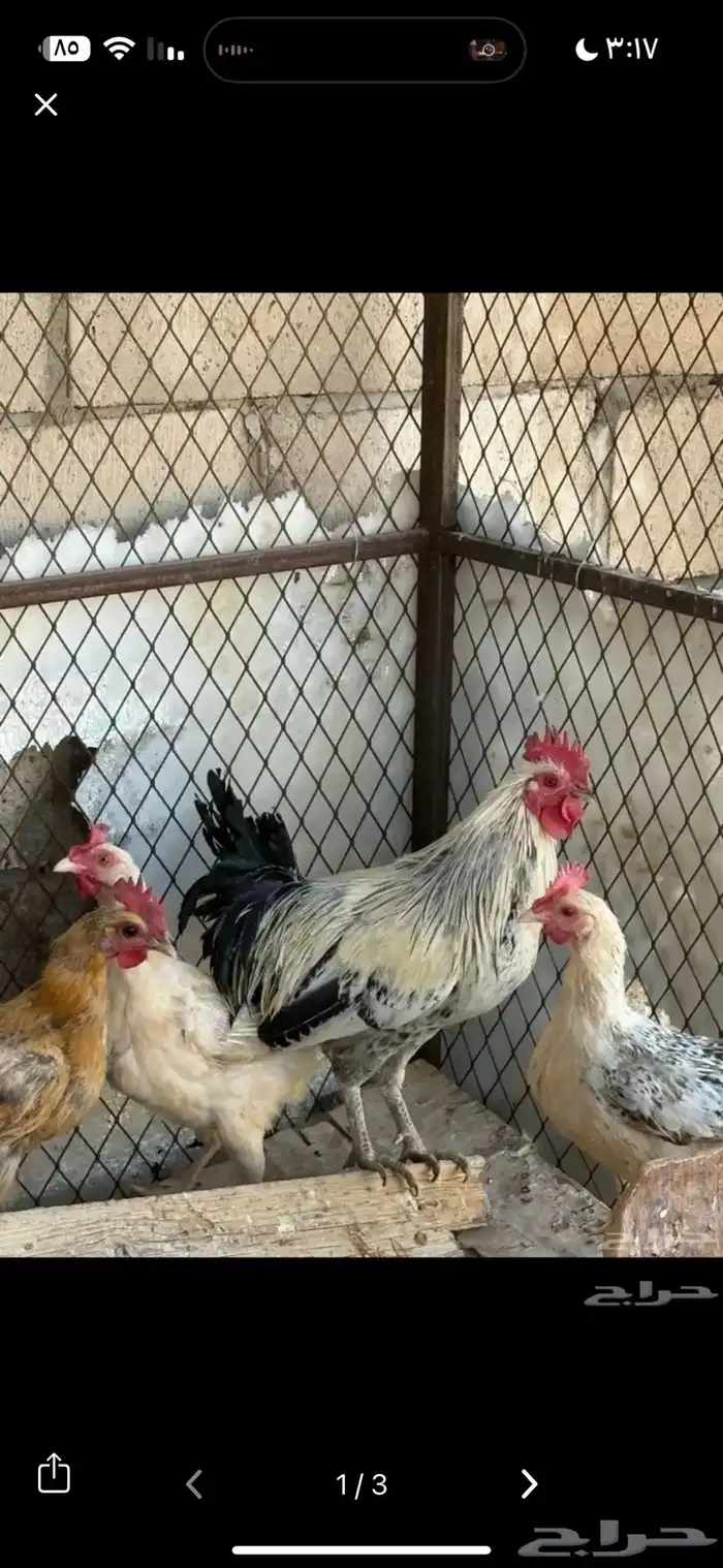 دجاج بياض للبيع 0