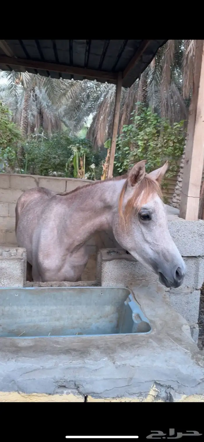 مهرة شعبية 1