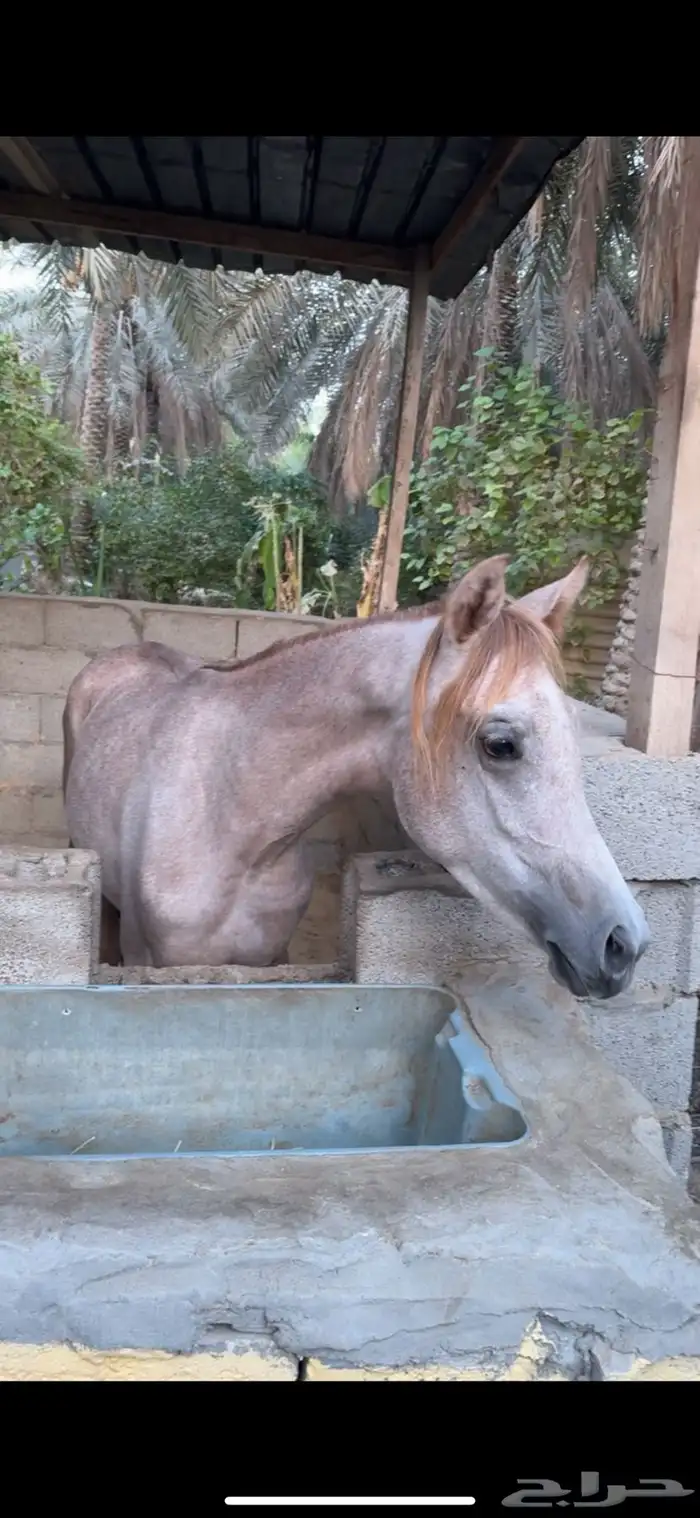 مهرة شعبية 0