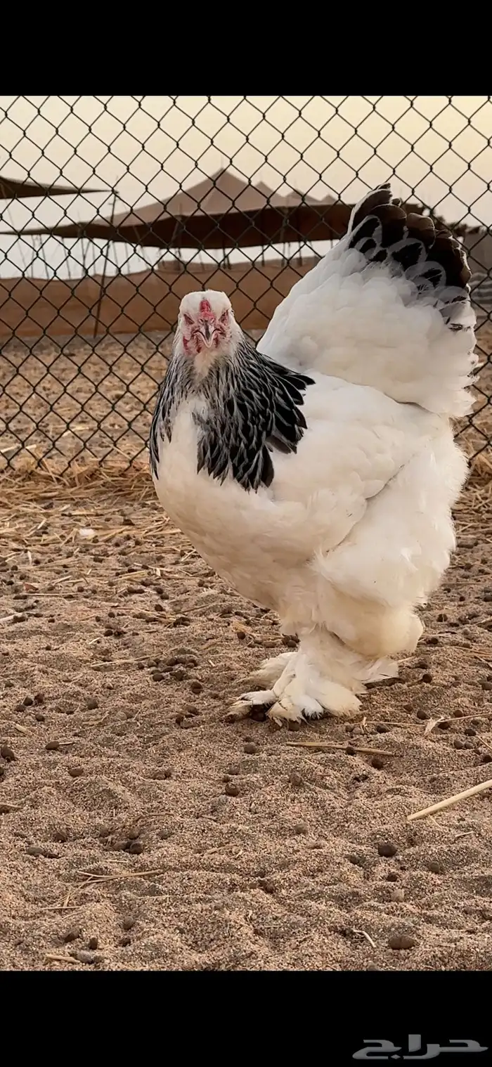 براهما كولمبي لايت بياض   سلالة كونك 6