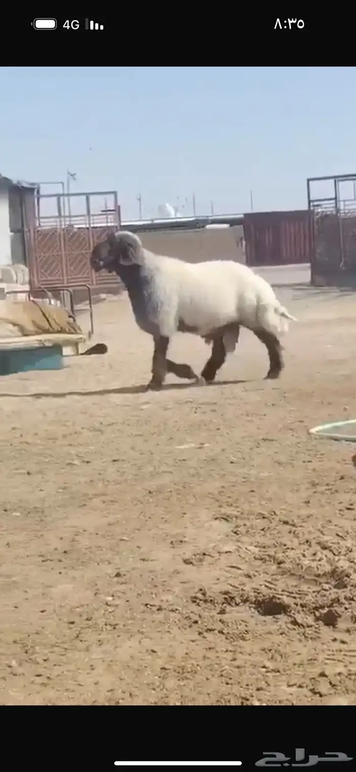 فحل طيب سناد طرف جبار شرط القريع ونسف شرط سليم من كل عدروب 0