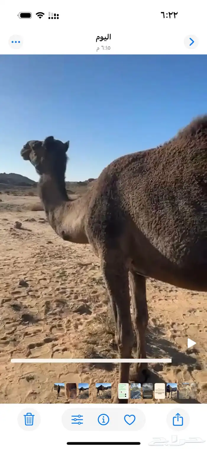 ضروبه سمرا كفو على جميع الشروط 2