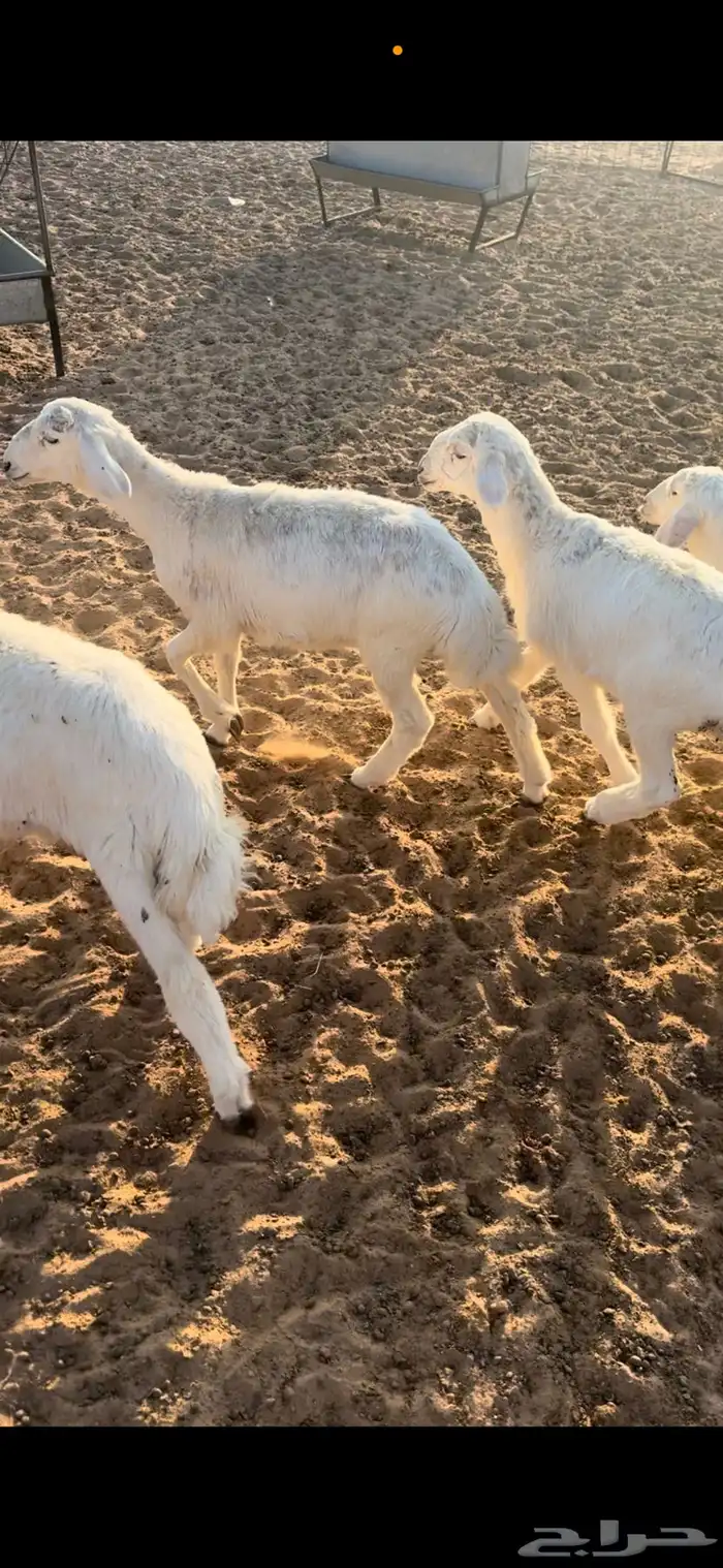 بهم حري السوم 900 0