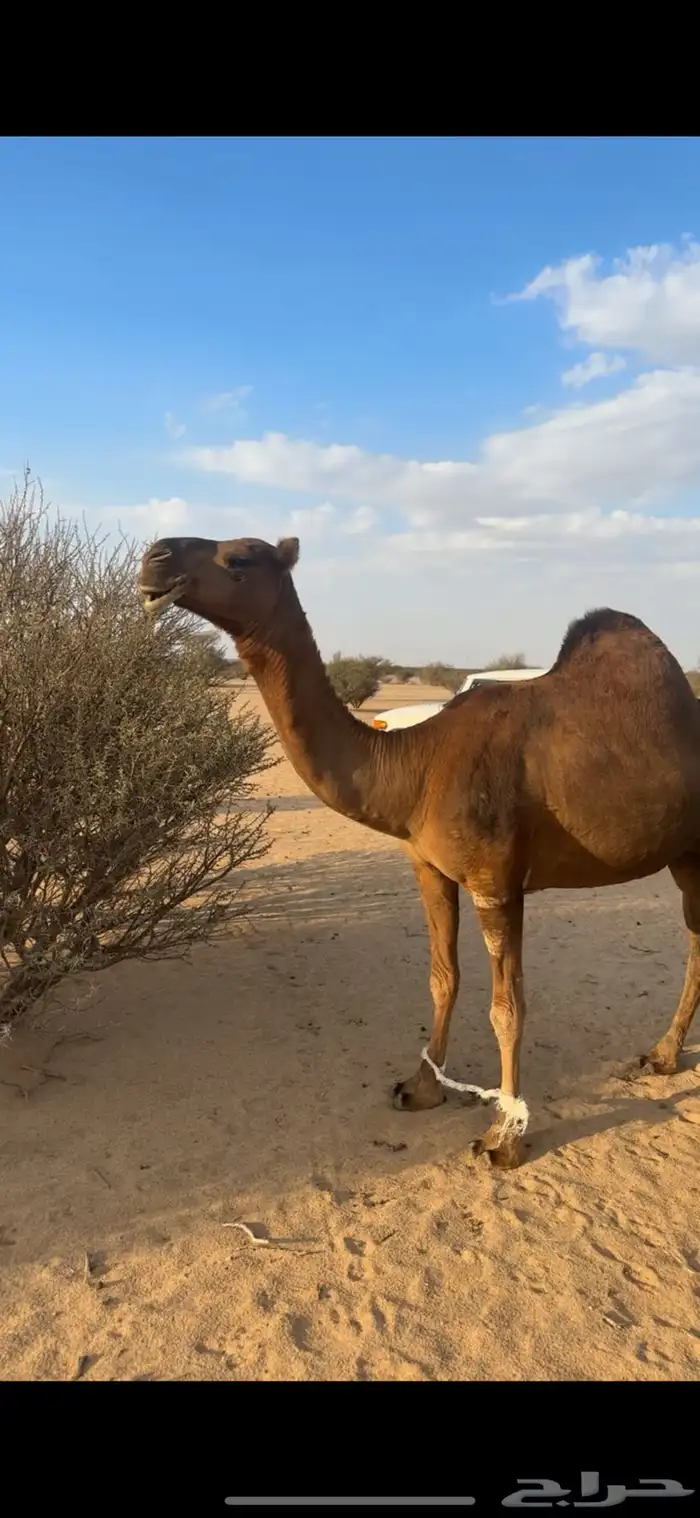 ساحليه دهما 1