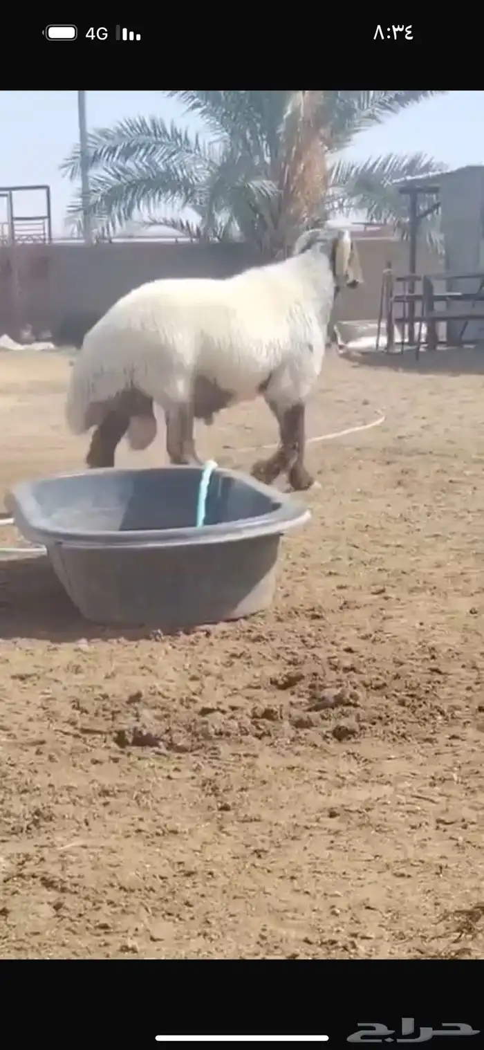 فحل طيب سناد طرف جبار شرط القريع ونسف شرط سليم من كل عدروب 4