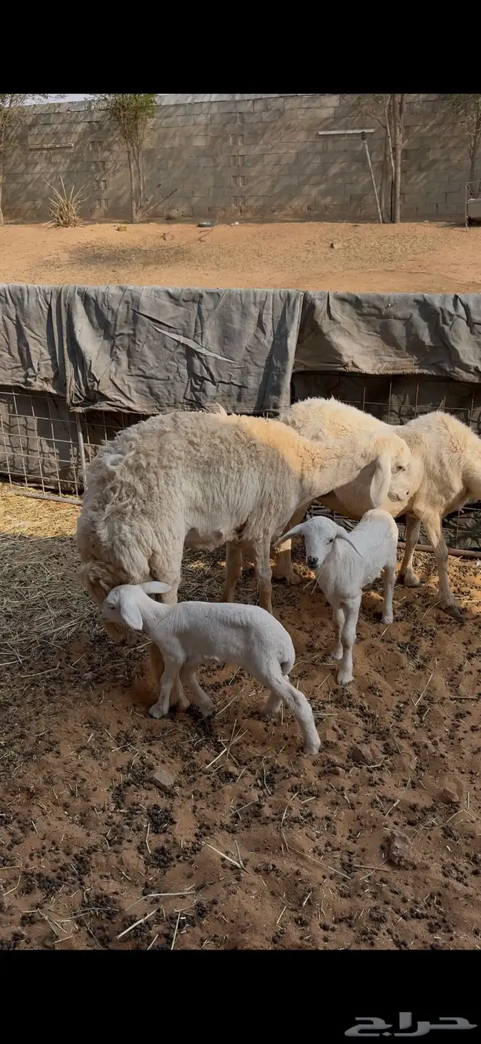 شياه مواليد حري جذعه وتامه تفريد 2