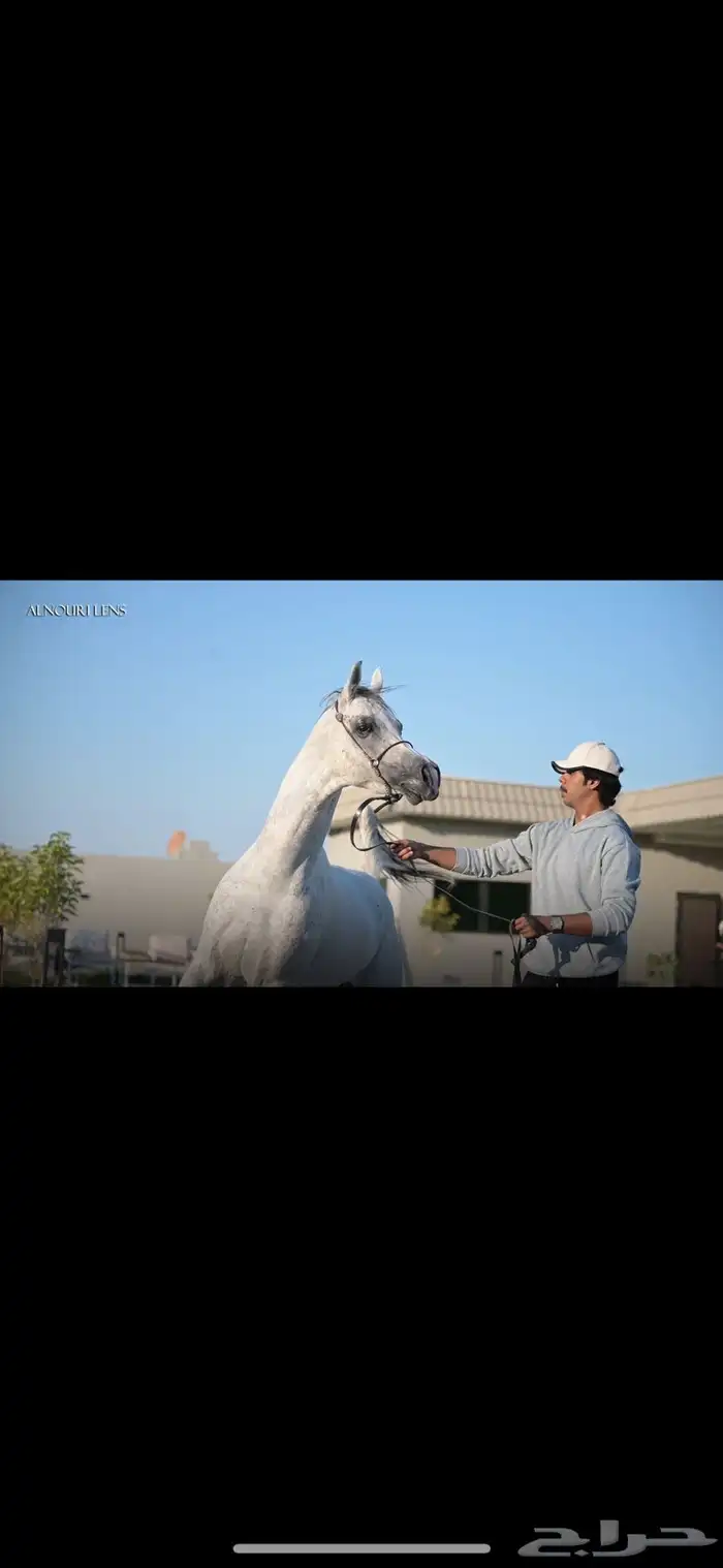 فحل واهو مبيوع 3