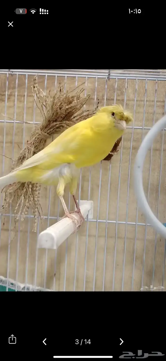 انثى كناري همذاني حجم وطول 1