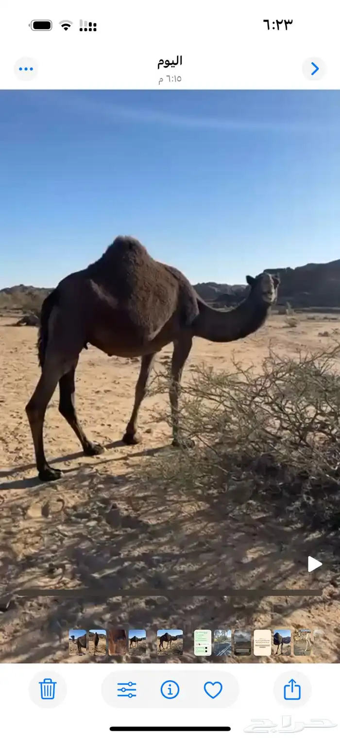 ضروبه سمرا كفو على جميع الشروط 0