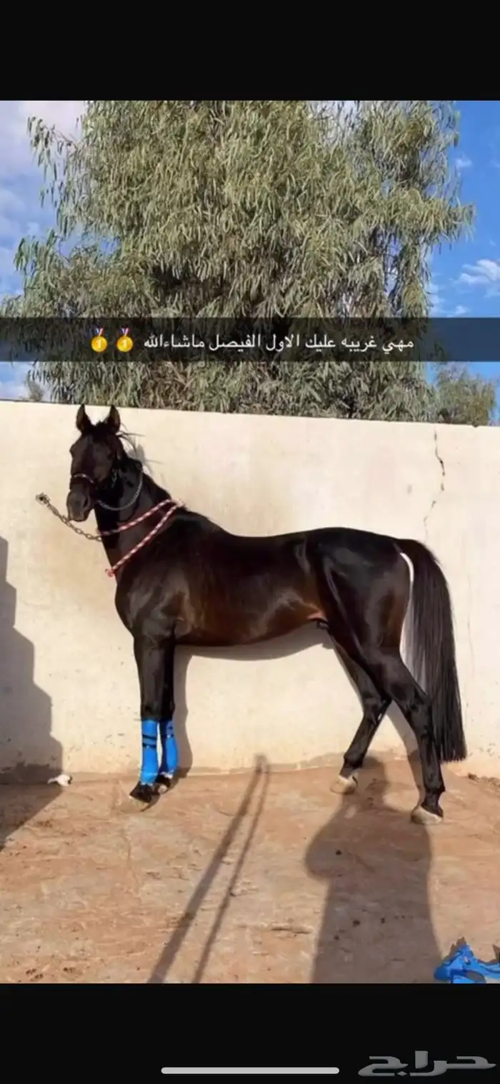 حصان واهو سبوق حفيد البطل عامر من الاب ومن الام داحس 0