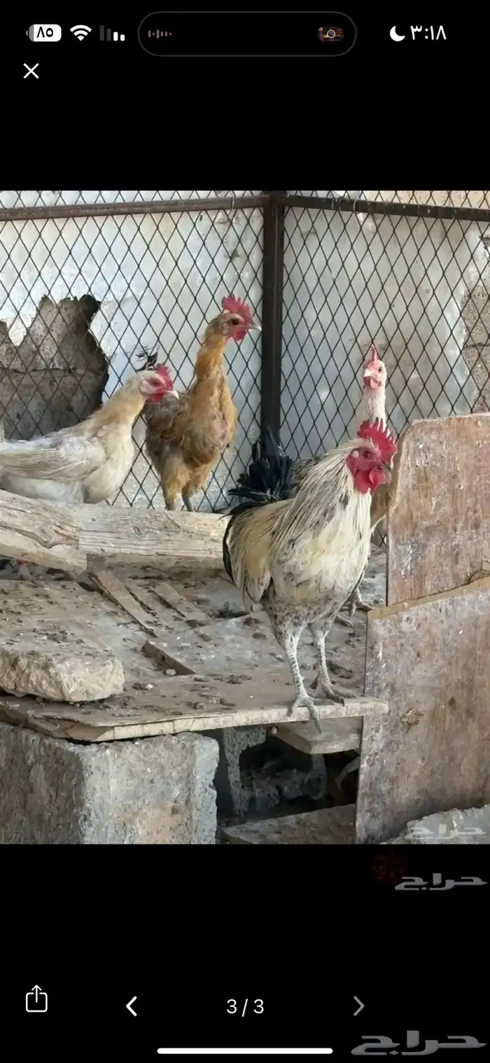 دجاج بياض للبيع 2