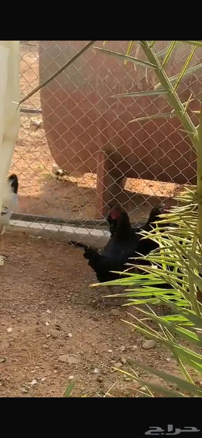 للبيع ديكه و دجاج براهما مسرول مشروك مع بلدي . 2