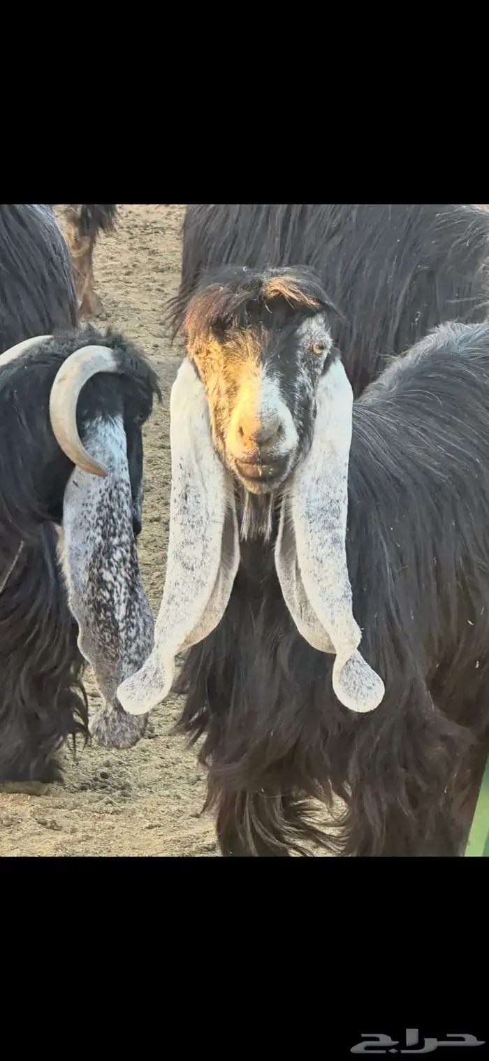 معزاء صنف و تيس صنف و معرفات 2