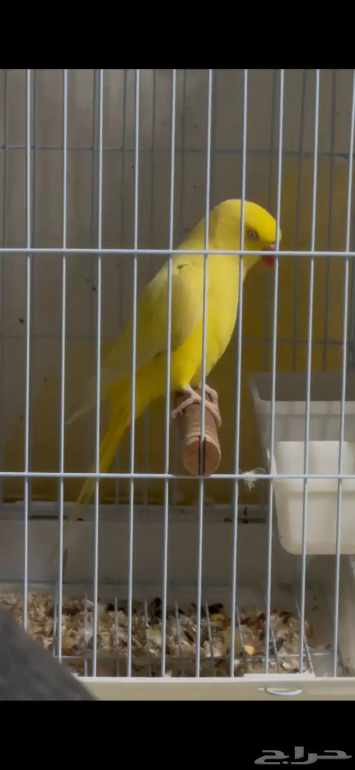 دره هولنداي 0