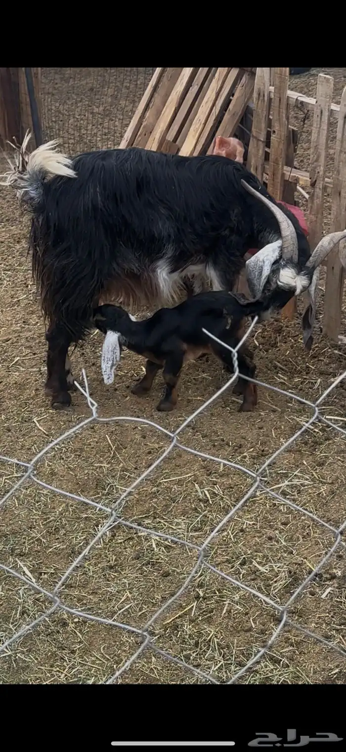 عنز جرم مشروكه والد تم البيع 0