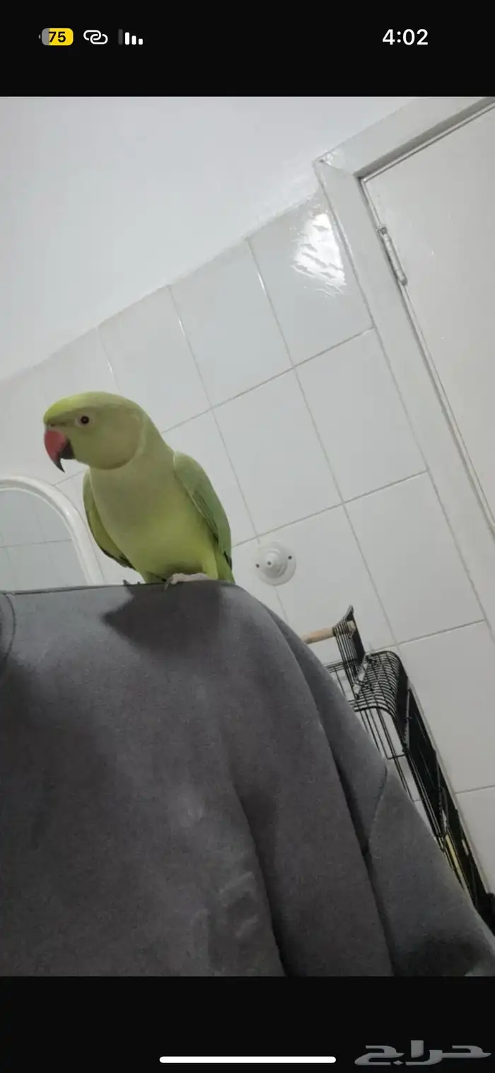 دره وليفه وهدد داخلي متكلمه اكثر من 10 كلمات شرط 0