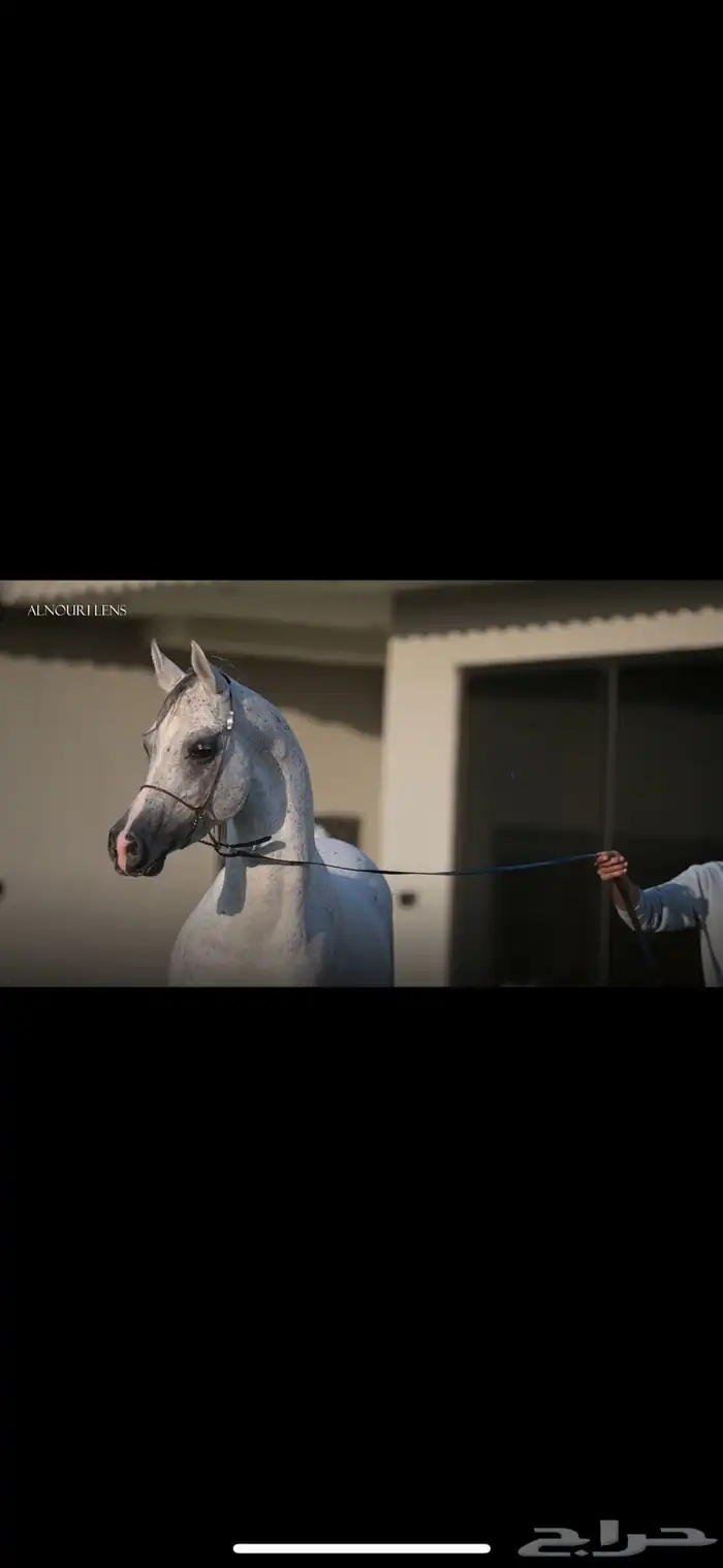 فحل واهو مبيوع 0