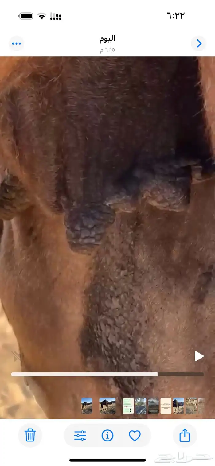 ضروبه سمرا كفو على جميع الشروط 6