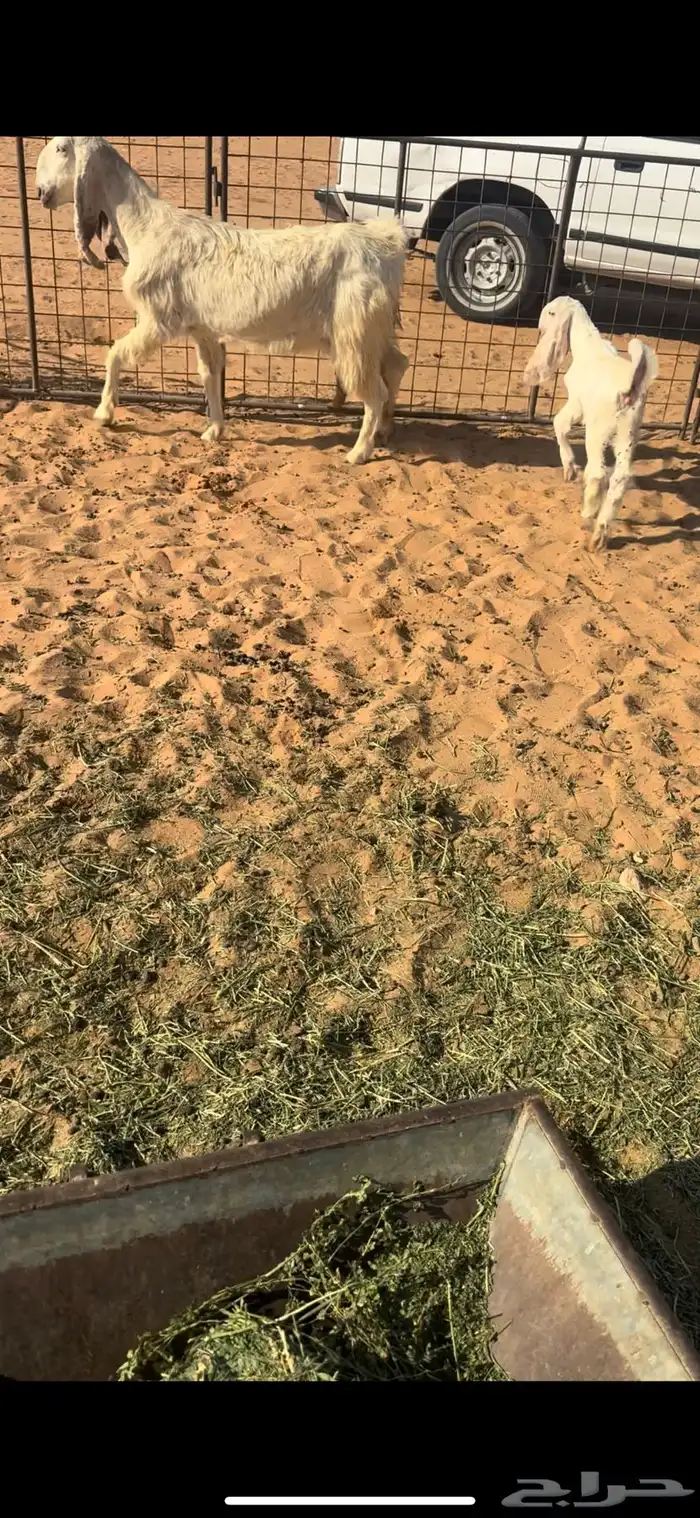 عنز والد حدره ذبيحه 1