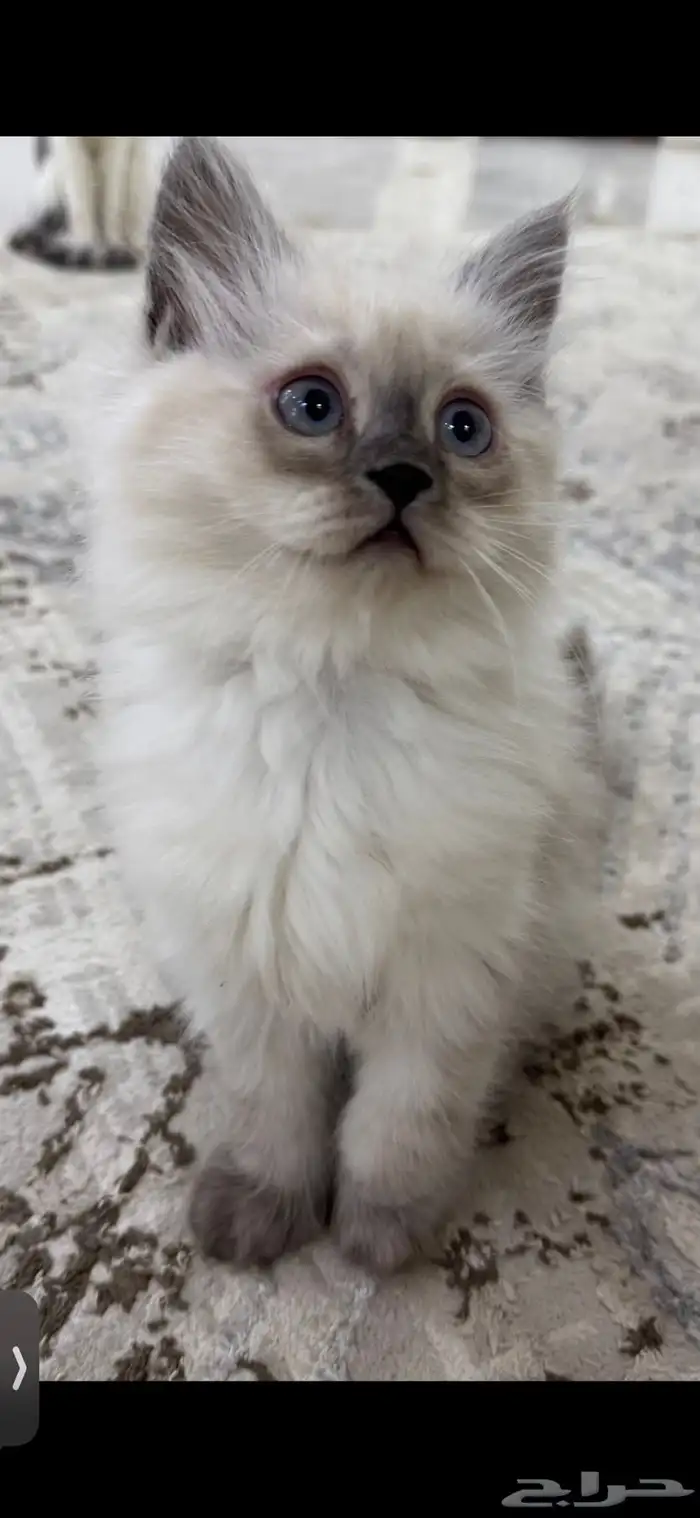 كيتن همالايا للبيع 4