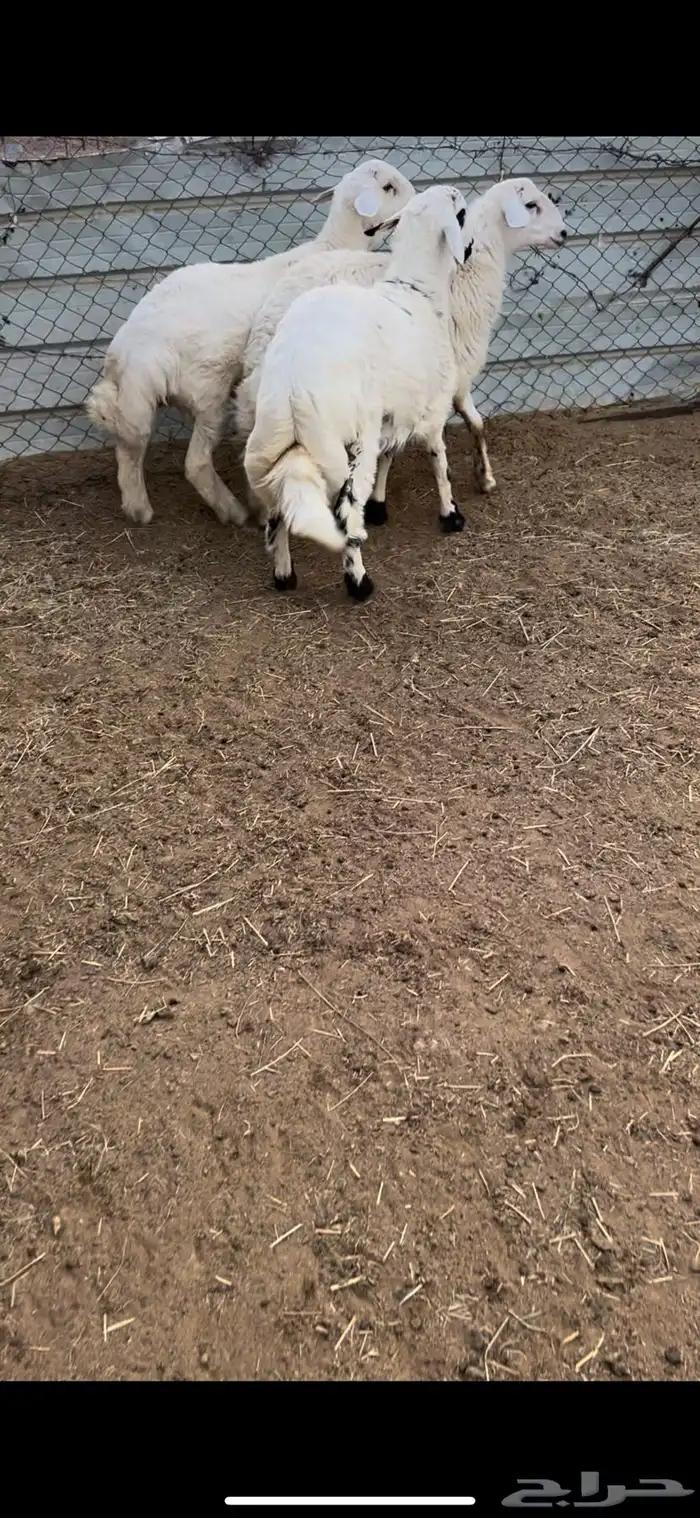 3 طليان مناسبات فل شحم وطراف ونظاف 0