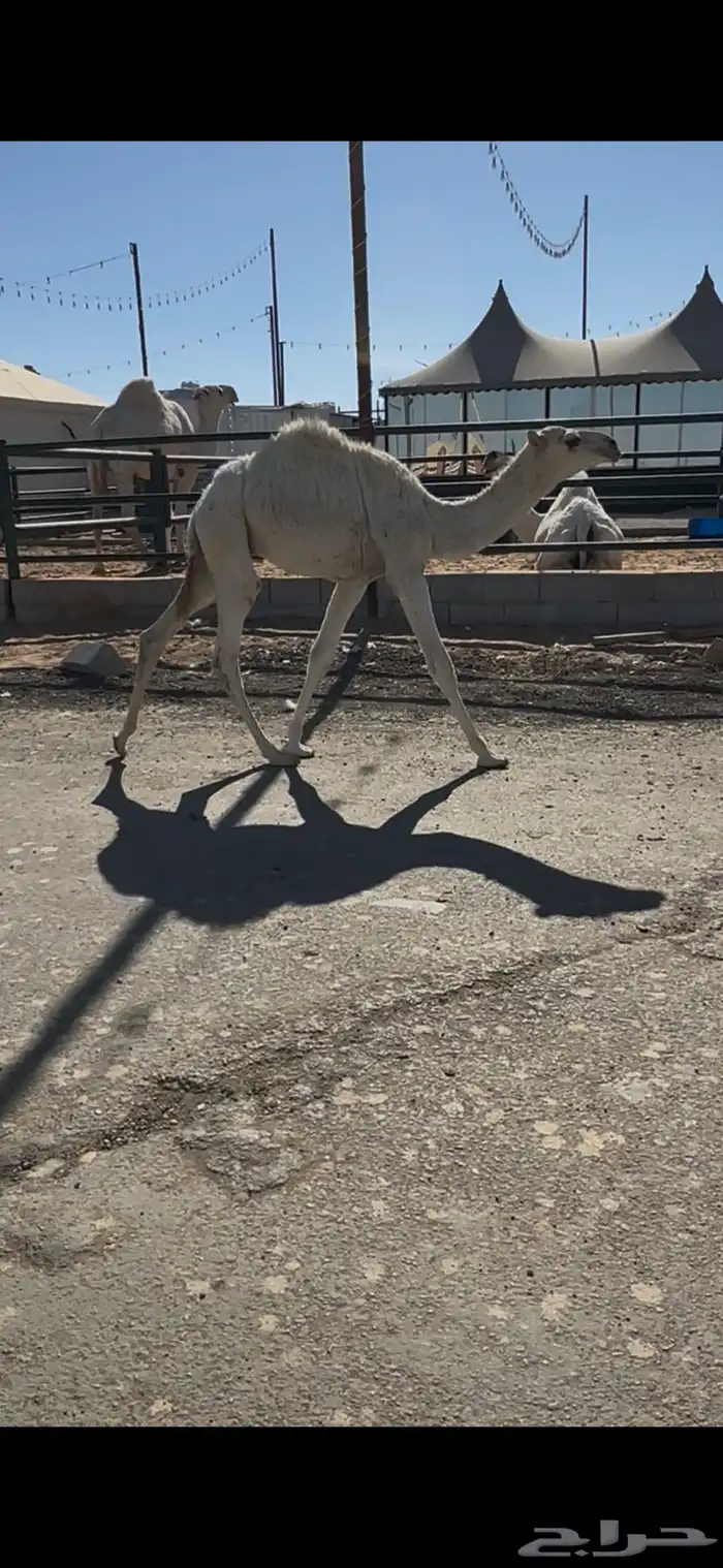 عشراء وضحى حدرها قعود وهديه 1