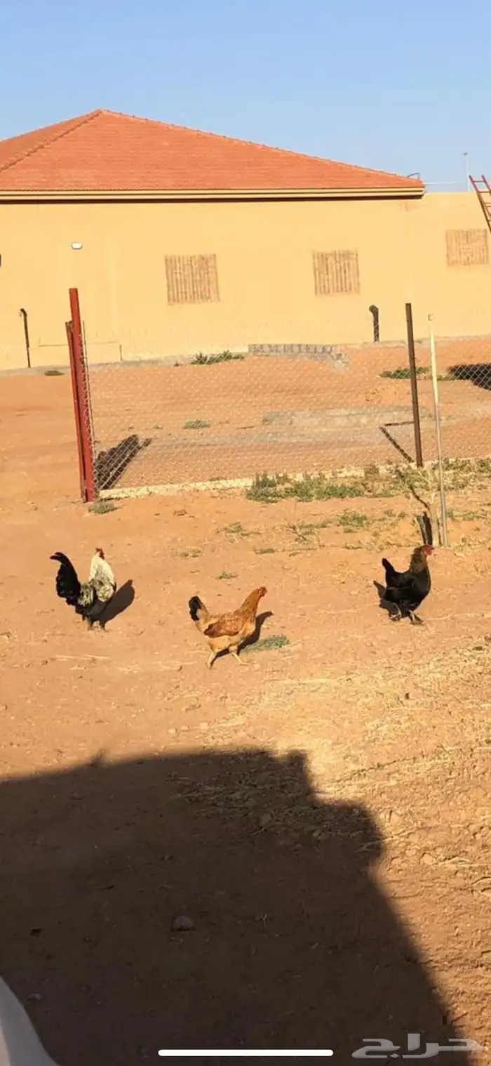 للبيع ديكه و دجاج براهما مسرول مشروك مع بلدي . 1