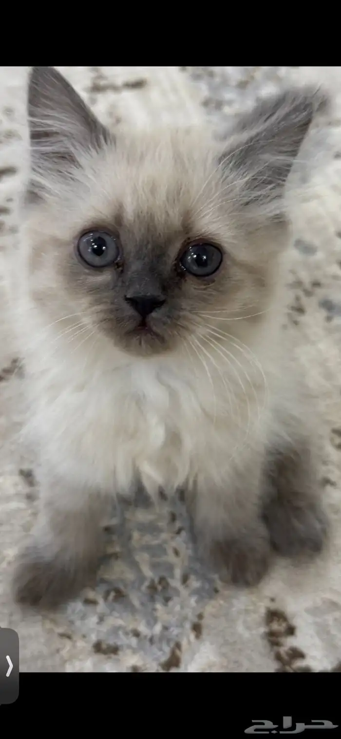 كيتن همالايا للبيع 10