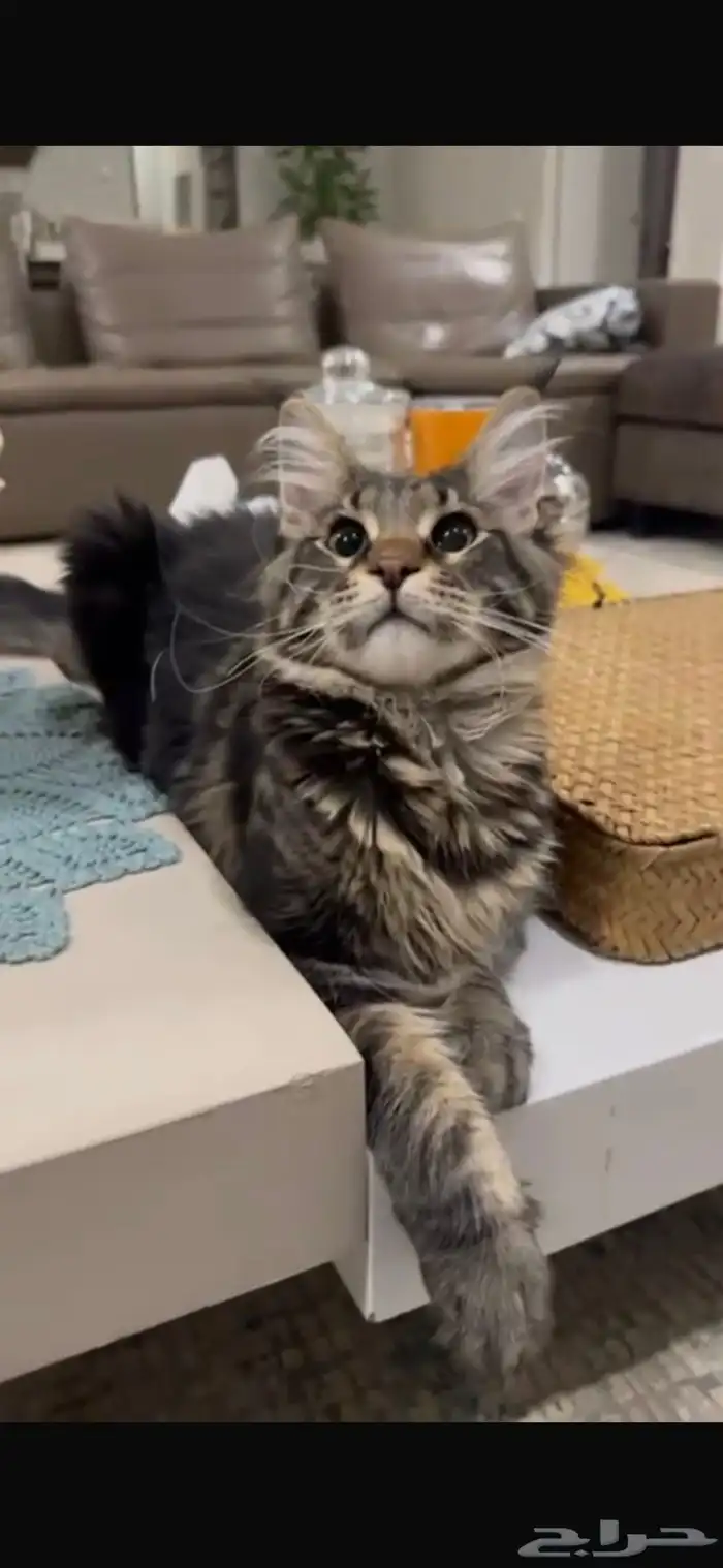 قطط ماين كون العملاقة للبيع 1