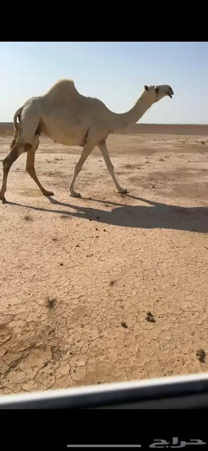 لقحه كفو ثنيه 0