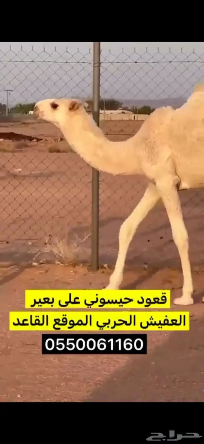 قعود حيسوني 0