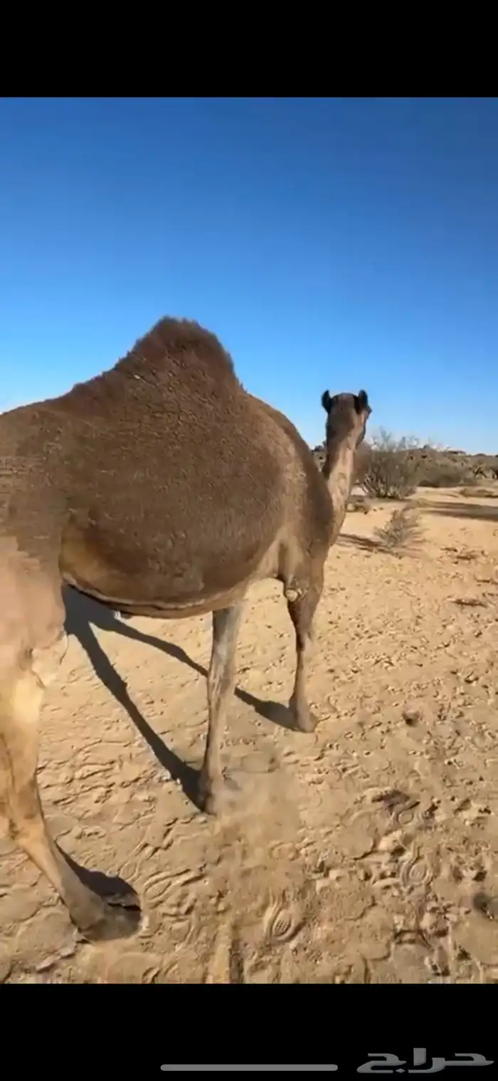 ضروبه سمرا كفو على جميع الشروط 3