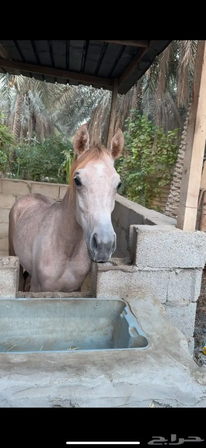 مهرة شعبية 2