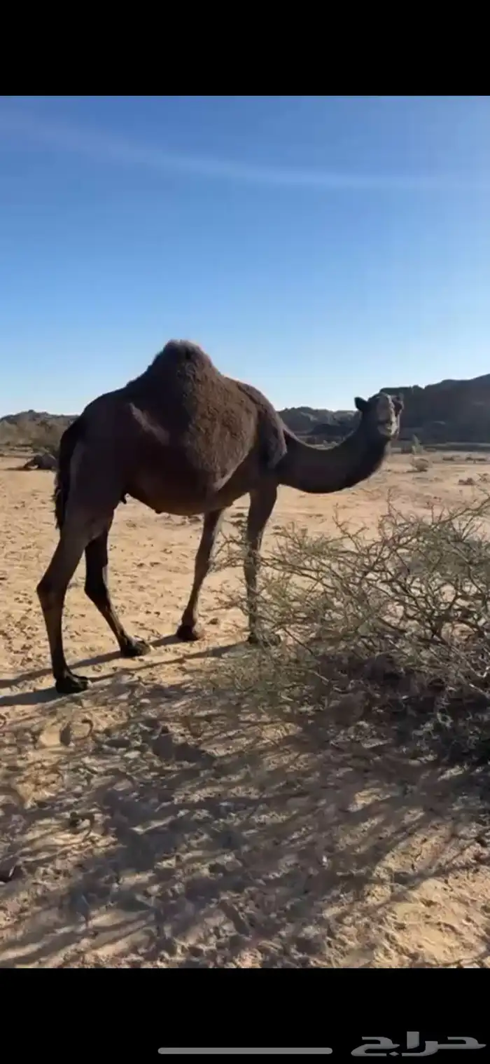 ضروبه سمرا كفو على جميع الشروط 7