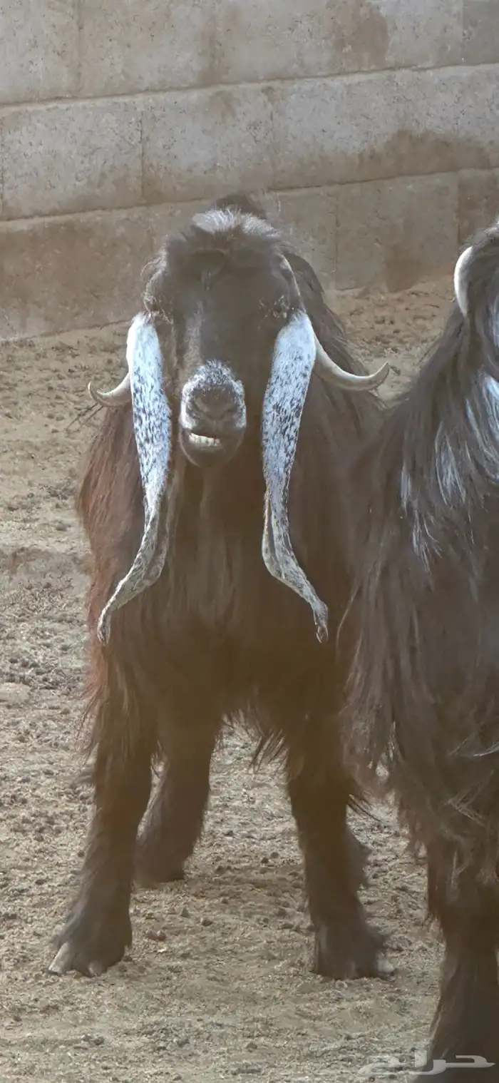 معزاء صنف و تيس صنف و معرفات 4