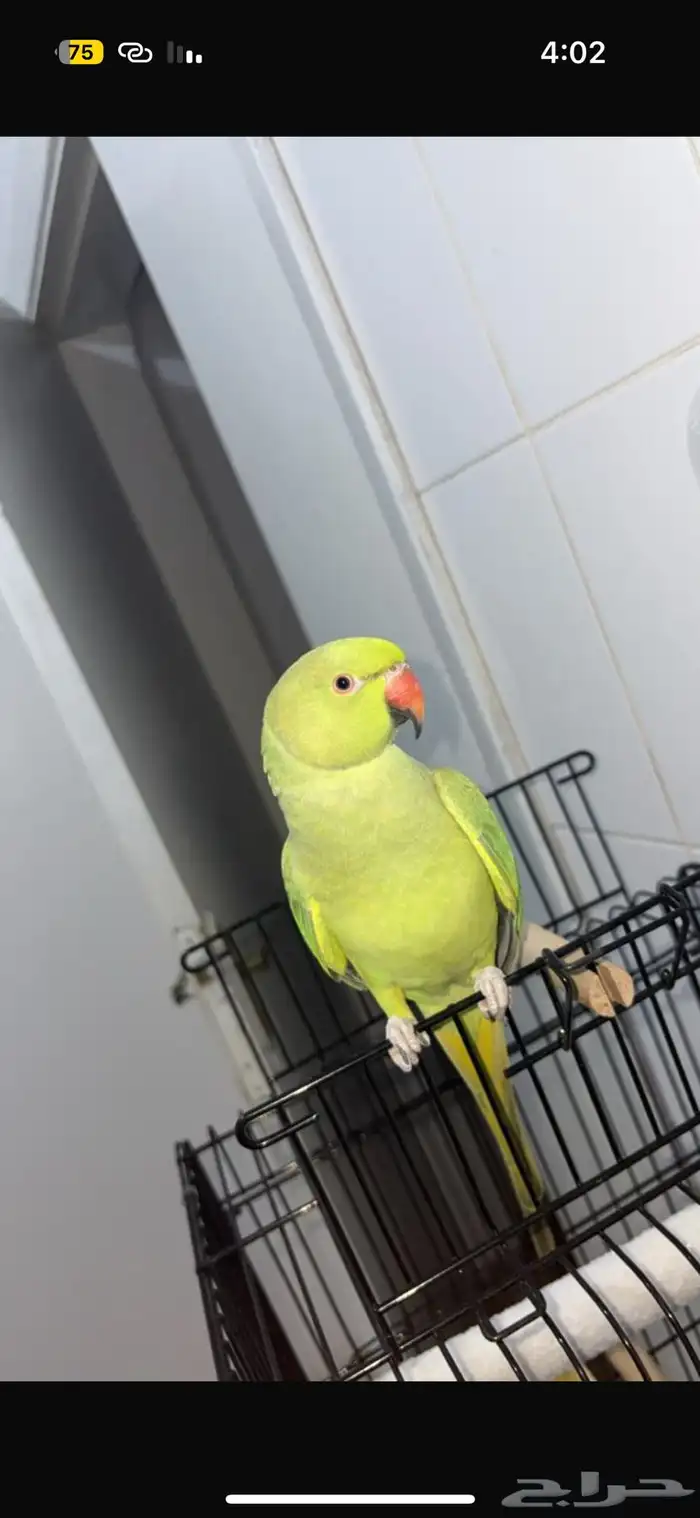 دره وليفه وهدد داخلي متكلمه اكثر من 10 كلمات شرط 2