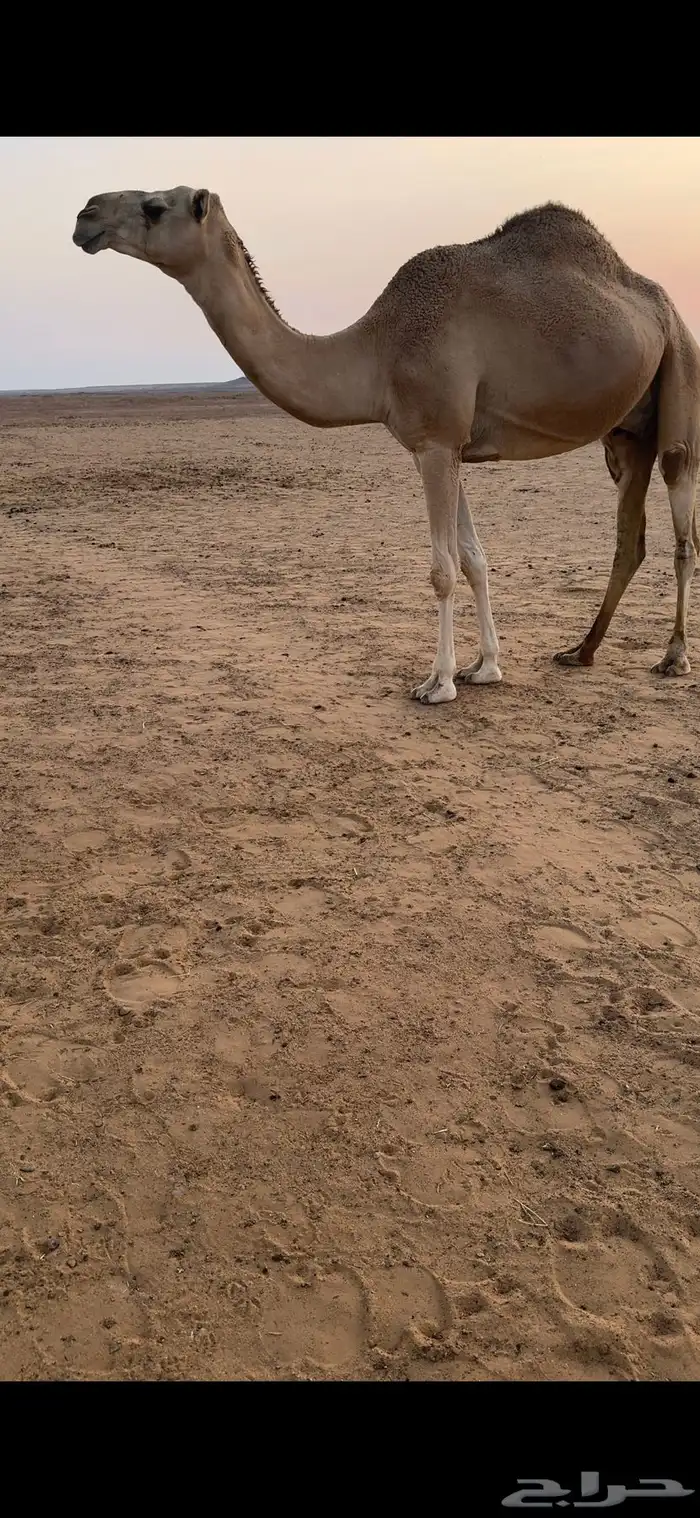 ناقه ضروبه حمراء عظم كفو و ديس كفو 0