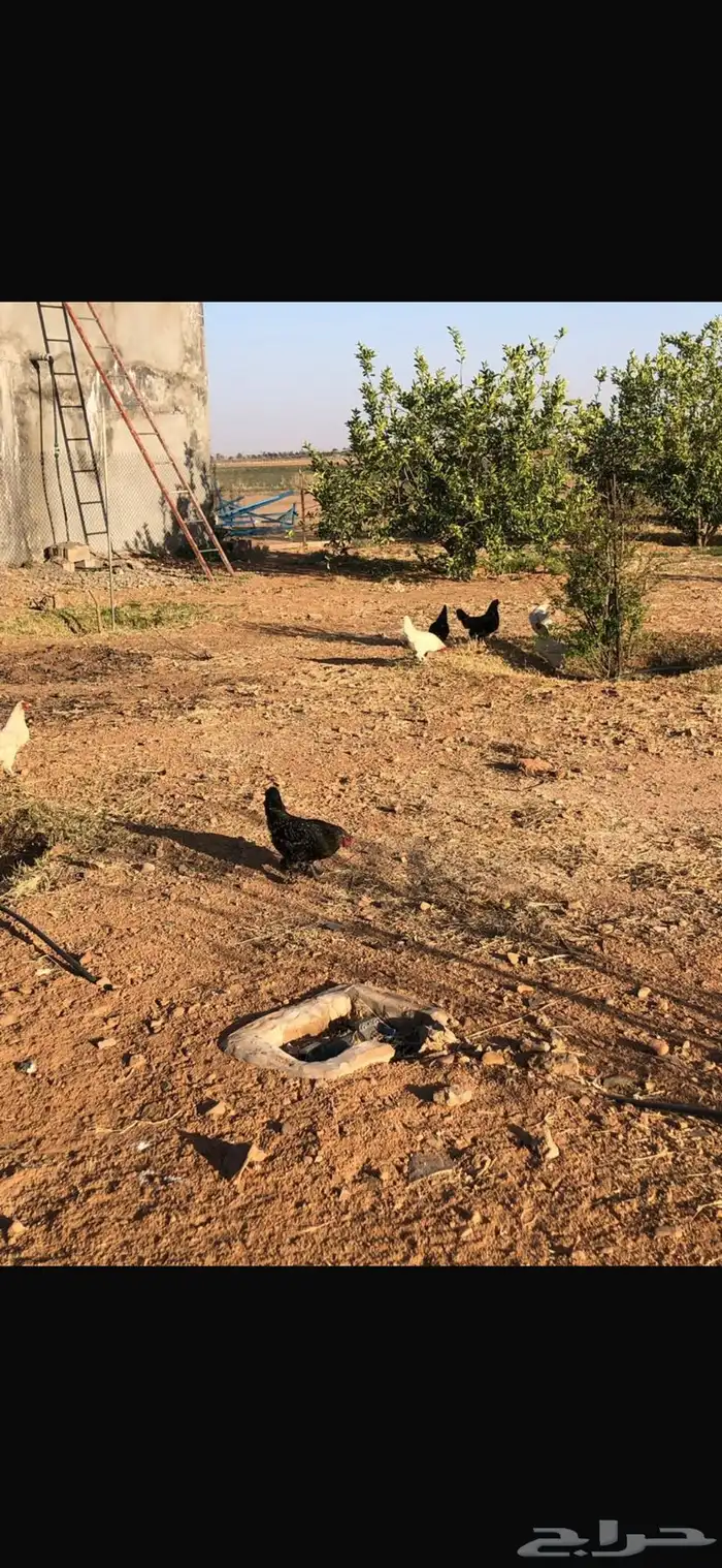 للبيع ديكه و دجاج براهما مسرول مشروك مع بلدي . 4