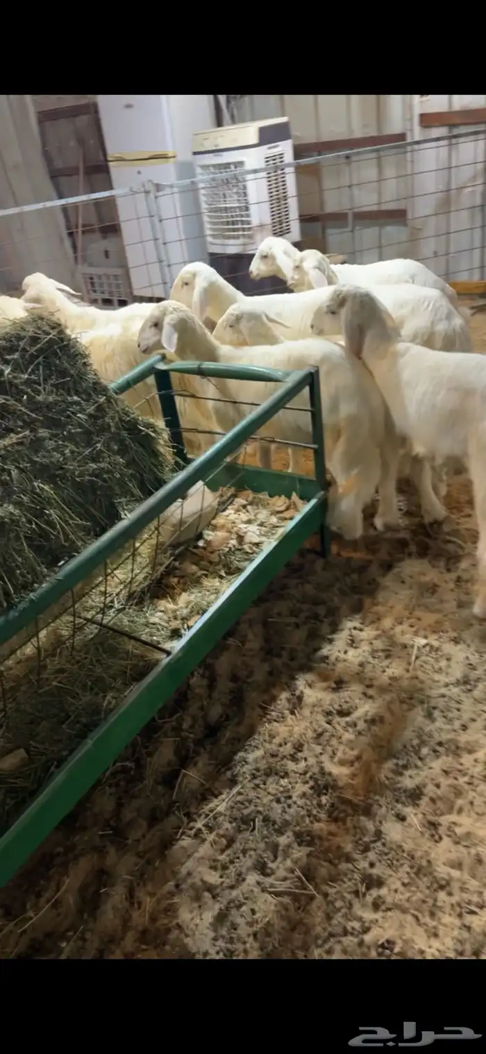 خرفان حري وذبايح طيبه وفاخره 2